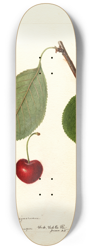 Deborah Griscom Passmore - Prunus avium: Schmidt Bigarreau 8.25 inch art skate deck