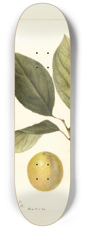 Deborah Griscom Passmore - Prunus domestica: Madison 8.25 inch art skate deck