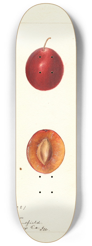 Deborah Griscom Passmore - Prunus domestica: Truro 8.25 inch art skate deck