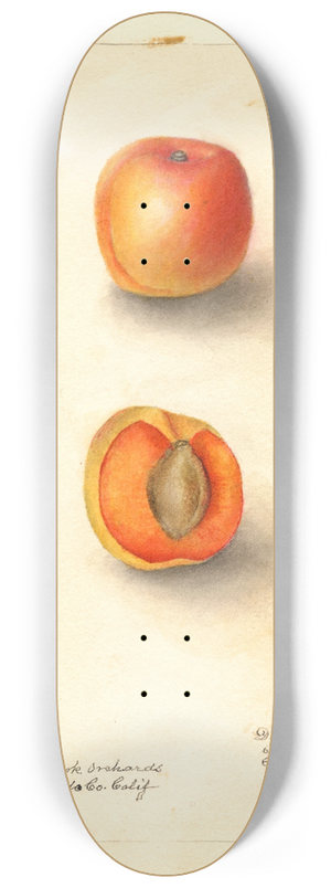 Deborah Griscom Passmore - Prunus mume: Royal 8.25 inch art skate deck