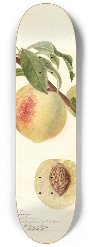 Deborah Griscom Passmore - Prunus persica: Chinese 8.25 inch art skate deck