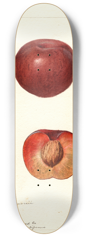 Deborah Griscom Passmore - Prunus simonii 8.25 inch art skate deck