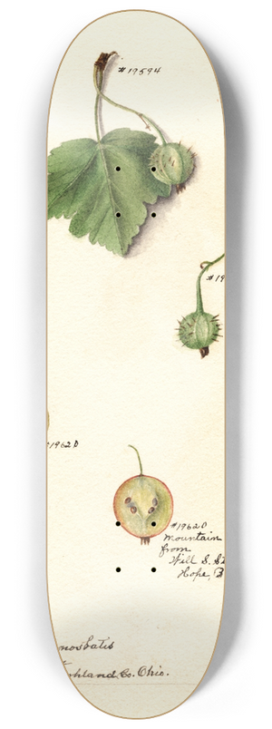 Deborah Griscom Passmore - Ribes 8.25 inch art skate deck