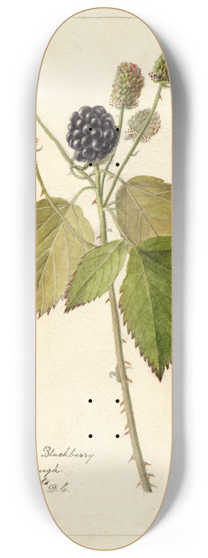 Deborah Griscom Passmore - Rubus: Everblooming 8.25 inch art skate deck