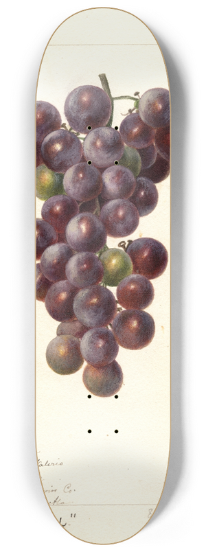 Deborah Griscom Passmore - Vitis: Concord 8.25 inch art skate deck