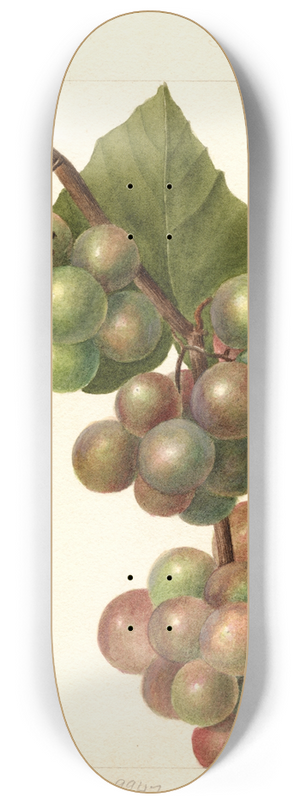 Deborah Griscom Passmore - Vitis: Labrusca 8.25 inch art skate deck
