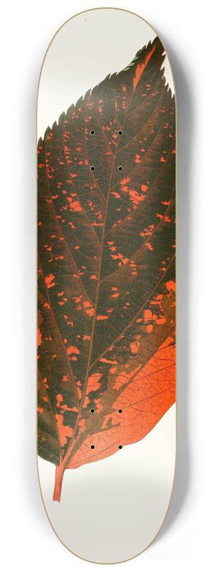 Edward Joseph Lowe - Acalypha Tricolor 8.25 inch art skate deck
