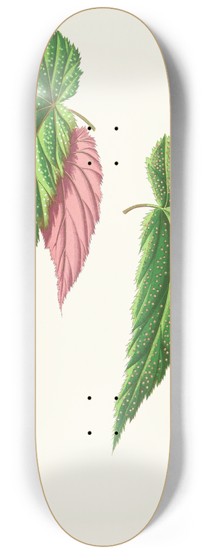 Edward Joseph Lowe - Begonia Falcifolia 8.25 inch art skate deck