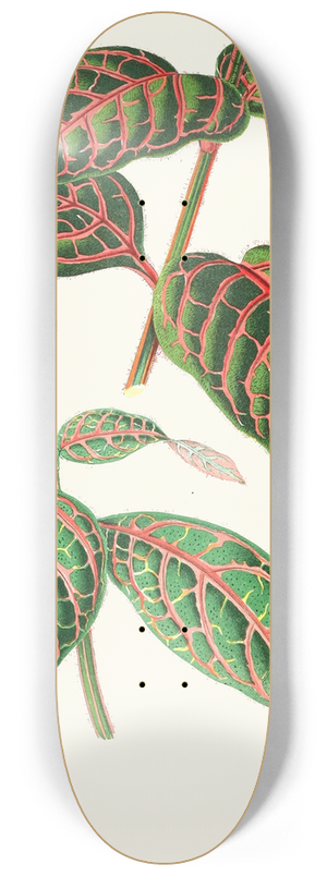 Edward Joseph Lowe - Eranthemum Sanguinolentum 8.25 inch art skate deck