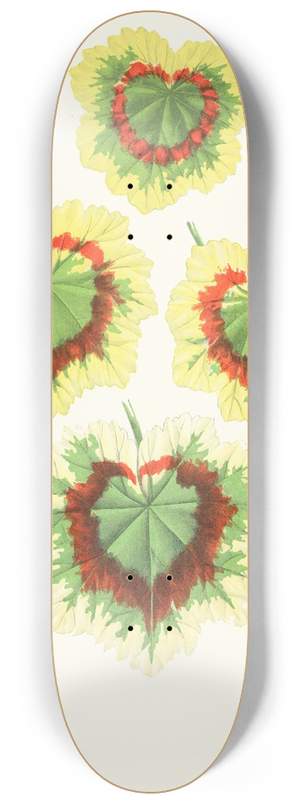 Edward Joseph Lowe - Pelargomium Zonale 8.25 inch art skate deck