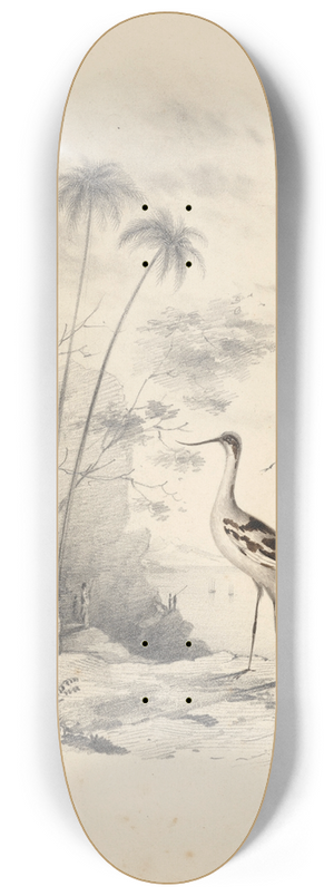 Edward Lear - An avocet 8.25 inch art skate deck