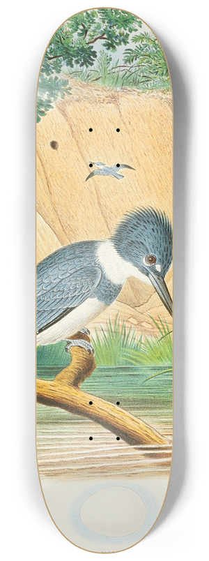 Edwin L. Sheppard - Belted Kingfisher 8.25 inch art skate deck