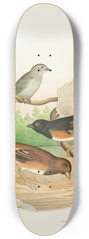 Edwin L. Sheppard - Catbird, Towhee Buntings 8.25 inch art skate deck