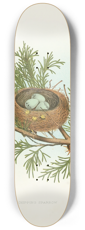 Edwin L. Sheppard - Chipping Sparrow 8.25 inch art skate deck