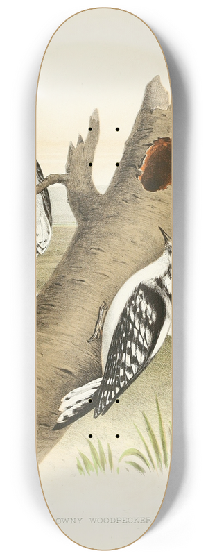 Edwin L. Sheppard - Downy Woodpecker 8.25 inch art skate deck