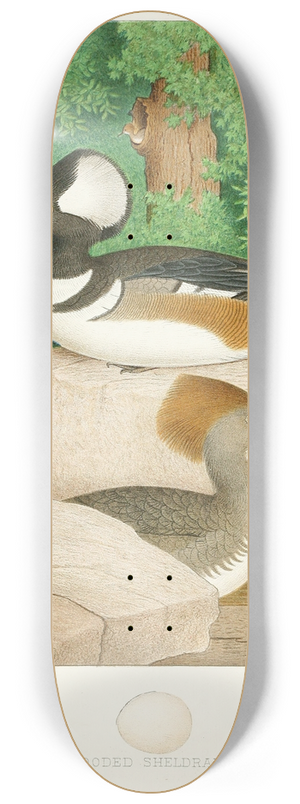 Edwin L. Sheppard - Hooded Sheldrake 8.25 inch art skate deck