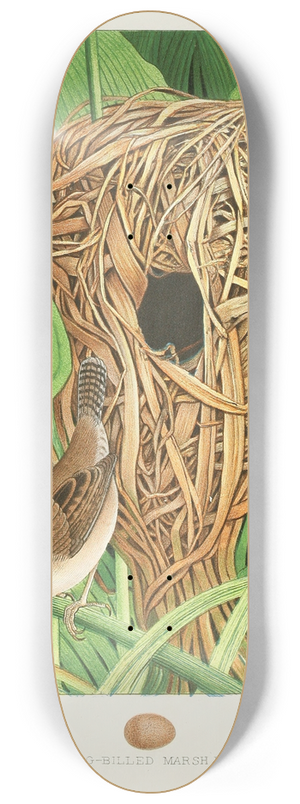 Edwin L. Sheppard - Long-billed Marsh Wren 8.25 inch art skate deck