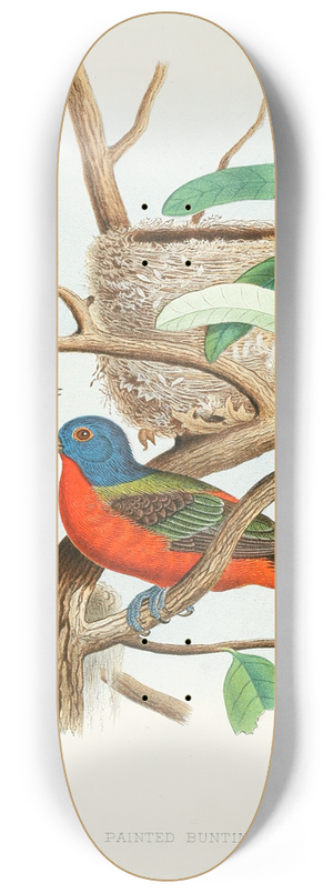 Edwin L. Sheppard - Painted Bunting 8.25 inch art skate deck