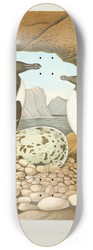 Edwin L. Sheppard - Razor-billed Auk 8.25 inch art skate deck
