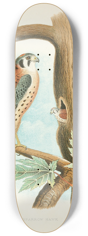 Edwin L. Sheppard - Sparrow Hawk 8.25 inch art skate deck
