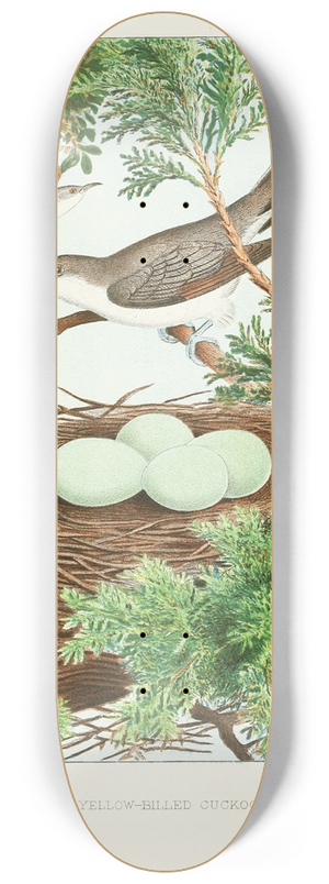 Edwin L. Sheppard - Yellow-billed Cuckoo 8.25 inch art skate deck