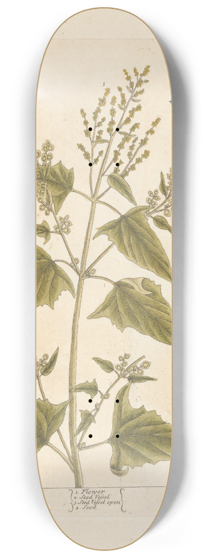 Elizabeth Blackwell - Arrach 8.25 inch art skate deck