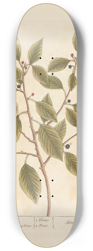 Elizabeth Blackwell - Black alder 8.25 inch art skate deck