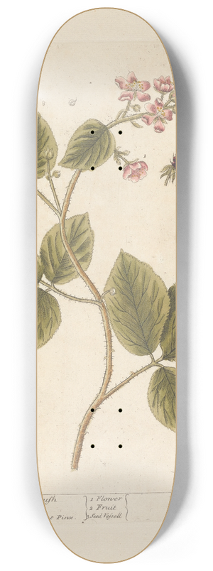 Elizabeth Blackwell - Black berry bush 8.25 inch art skate deck