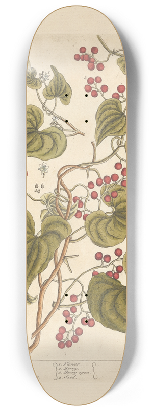 Elizabeth Blackwell - Black briony 8.25 inch art skate deck