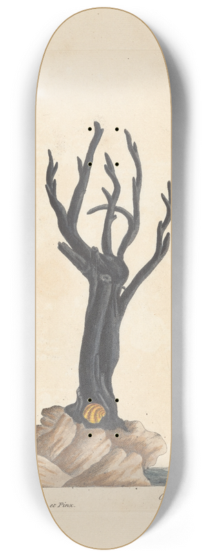 Elizabeth Blackwell - Black coral 8.25 inch art skate deck