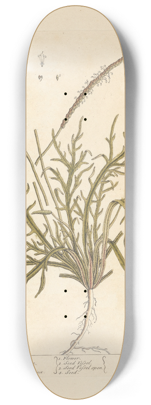 Elizabeth Blackwell - Bucks-horn plantain 8.25 inch art skate deck