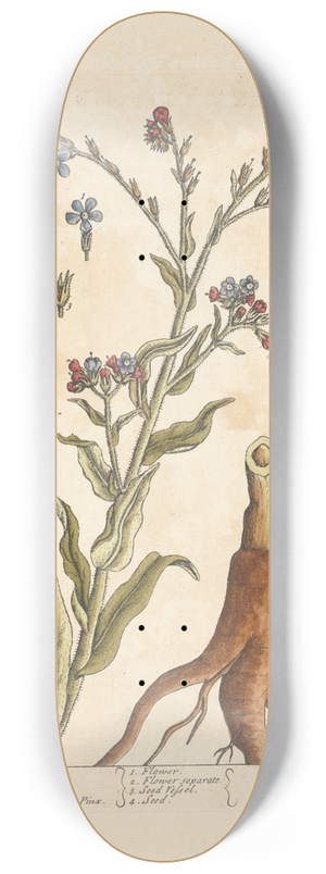 Elizabeth Blackwell - Bugloss 8.25 inch art skate deck