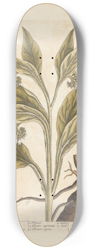 Elizabeth Blackwell - Comfrey 8.25 inch art skate deck