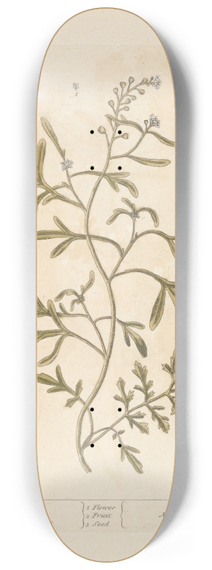 Elizabeth Blackwell - Cress 8.25 inch art skate deck