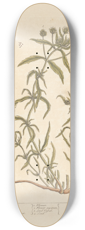 Elizabeth Blackwell - Fleawort 8.25 inch art skate deck