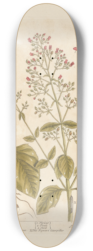 Elizabeth Blackwell - Great figwort 8.25 inch art skate deck