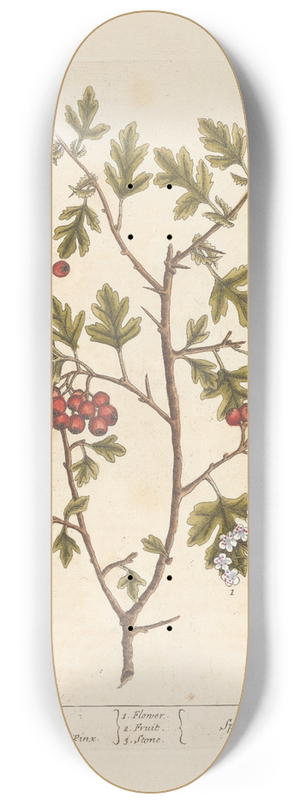 Elizabeth Blackwell - Han-thorn 8.25 inch art skate deck