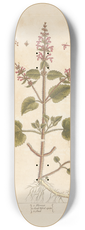 Elizabeth Blackwell - Hedge nettle 8.25 inch art skate deck