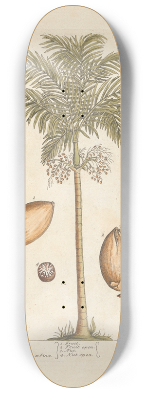 Elizabeth Blackwell - Indian nut 8.25 inch art skate deck