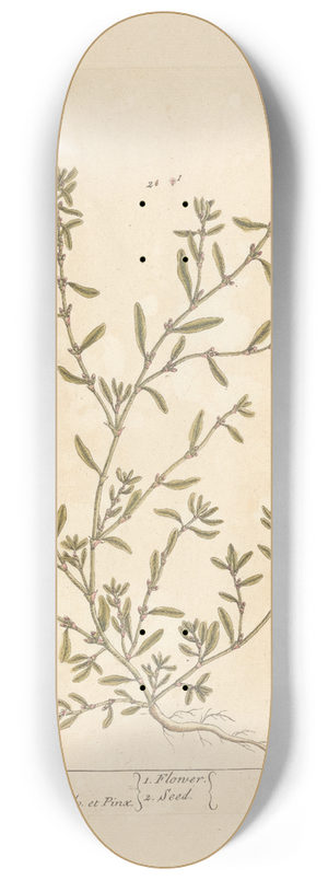 Elizabeth Blackwell - Knot grass 8.25 inch art skate deck