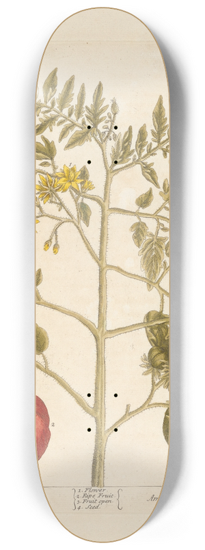 Elizabeth Blackwell - Love apple 8.25 inch art skate deck