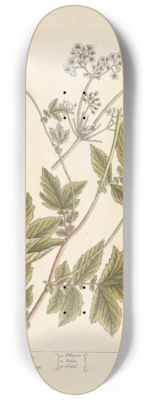 Elizabeth Blackwell - Meadow sweet 8.25 inch art skate deck