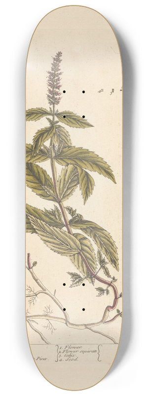 Elizabeth Blackwell - Mint 8.25 inch art skate deck