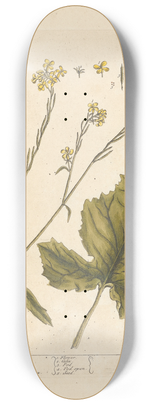 Elizabeth Blackwell - Mustard 8.25 inch art skate deck