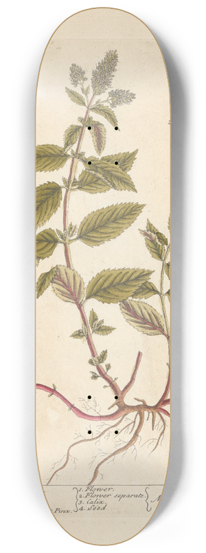 Elizabeth Blackwell - Pepper mint 8.25 inch art skate deck