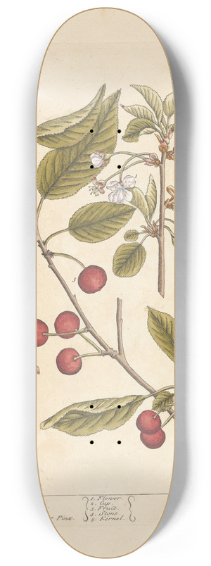 Elizabeth Blackwell - Red cherry 8.25 inch art skate deck