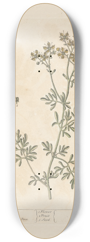 Elizabeth Blackwell - Rue 8.25 inch art skate deck