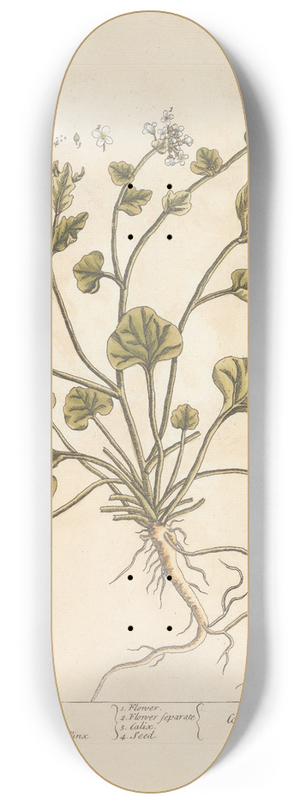 Elizabeth Blackwell - Scurvy grass 8.25 inch art skate deck