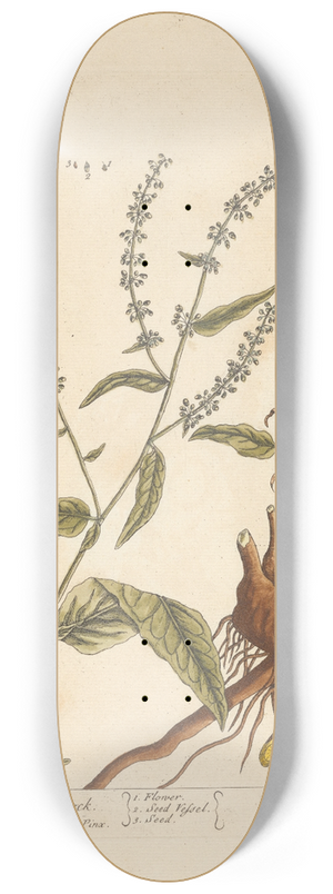 Elizabeth Blackwell - Sharp-pointed dock 8.25 inch art skate deck