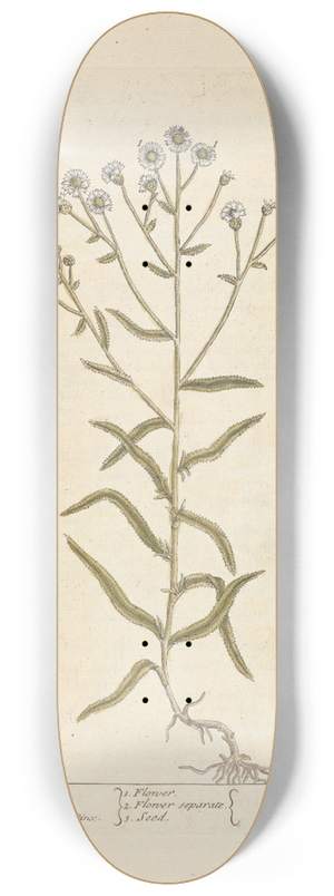 Elizabeth Blackwell - Sneezwort 8.25 inch art skate deck